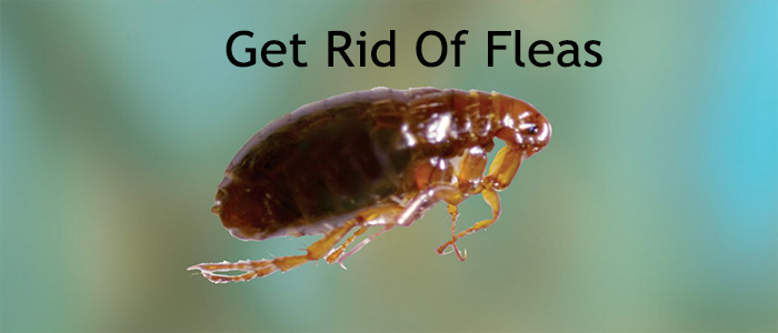 Flea Control Services