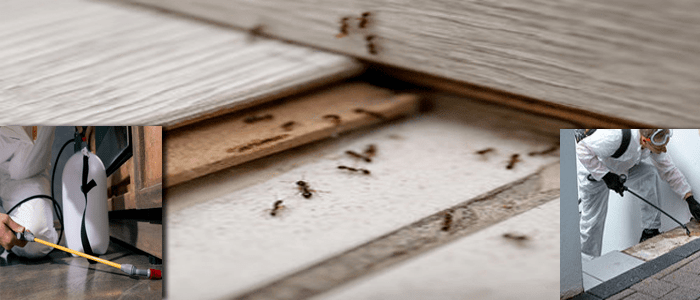 Reliable Ants Control Service  